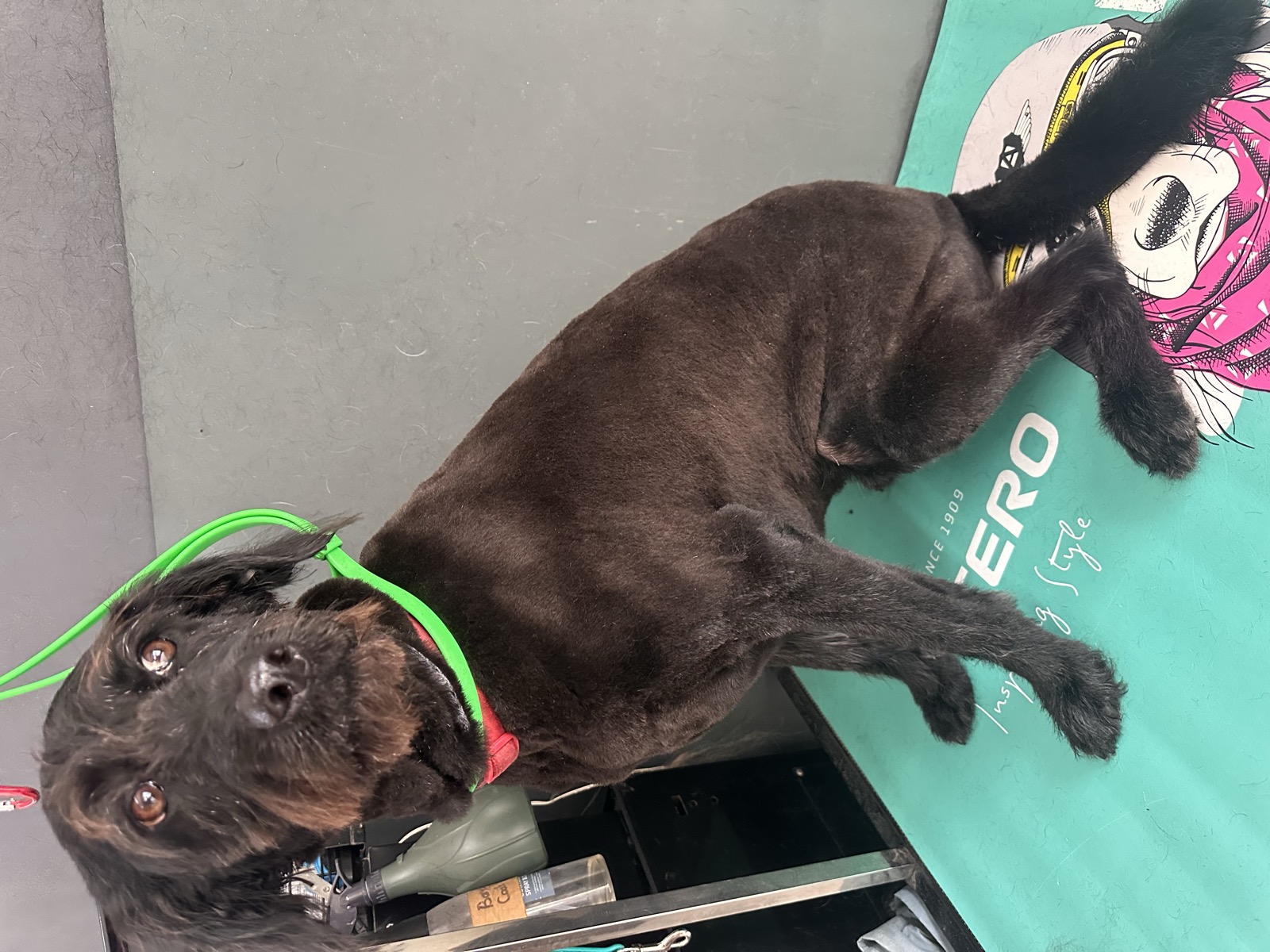 Beryl after her groom &ndash; sleek dark coat clipped short, with her face and beard kept long