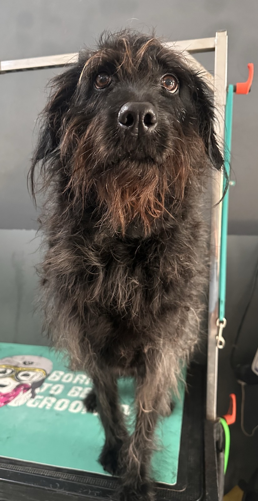 Beryl before her groom &ndash; full wavy Labradoodle coat, dense and tousled across her body and legs