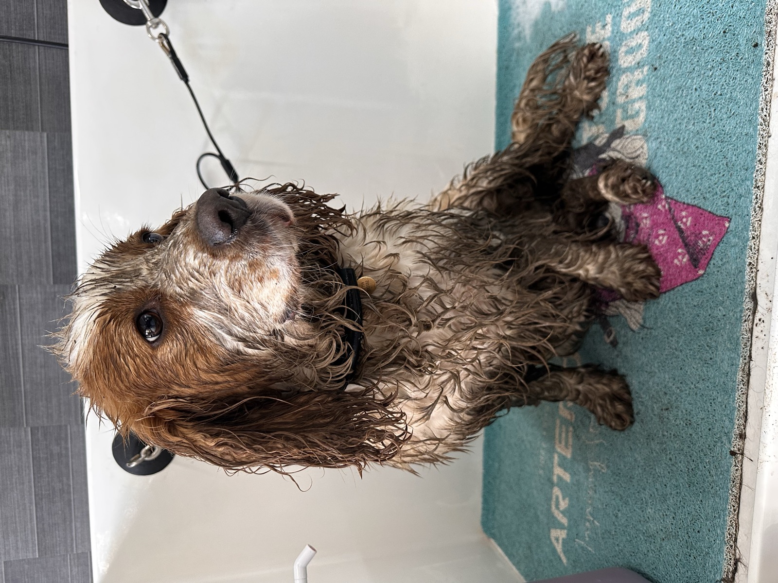 Bobby before his groom &mdash; soaking wet and mud-streaked in the bath, looking thoroughly pleased with himself