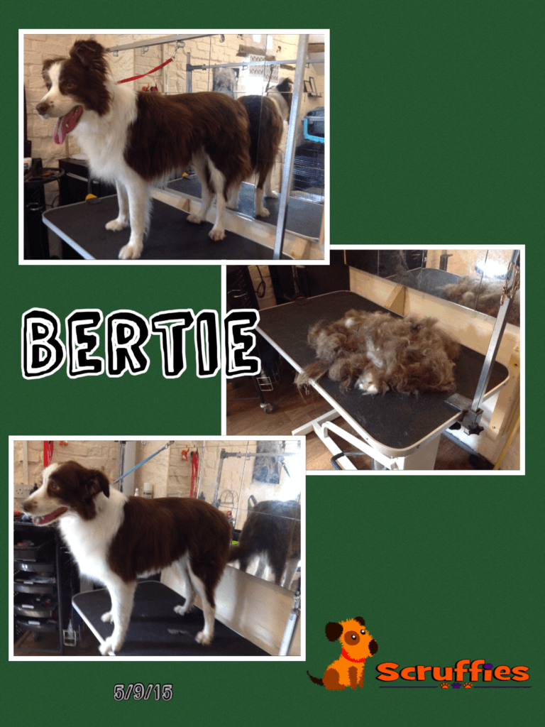 Bertie Border Collie - Before & After