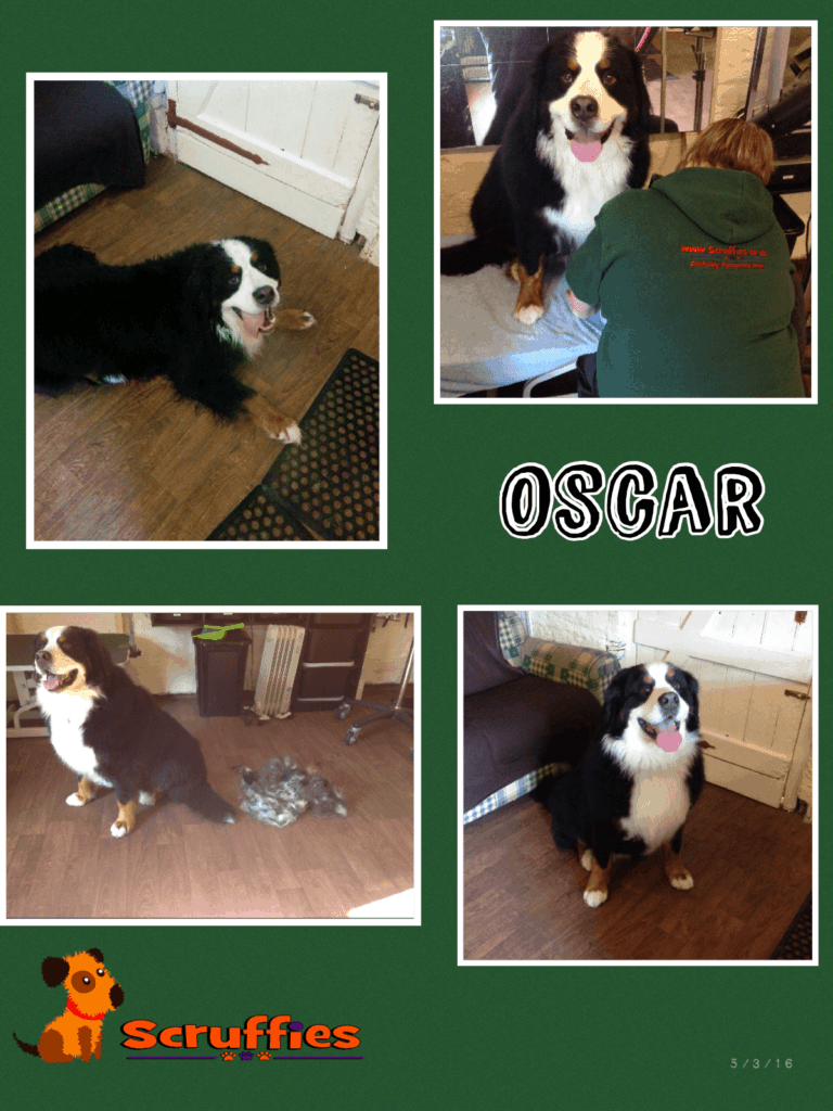 Oscar Bernese Mountain Dog - Before & After