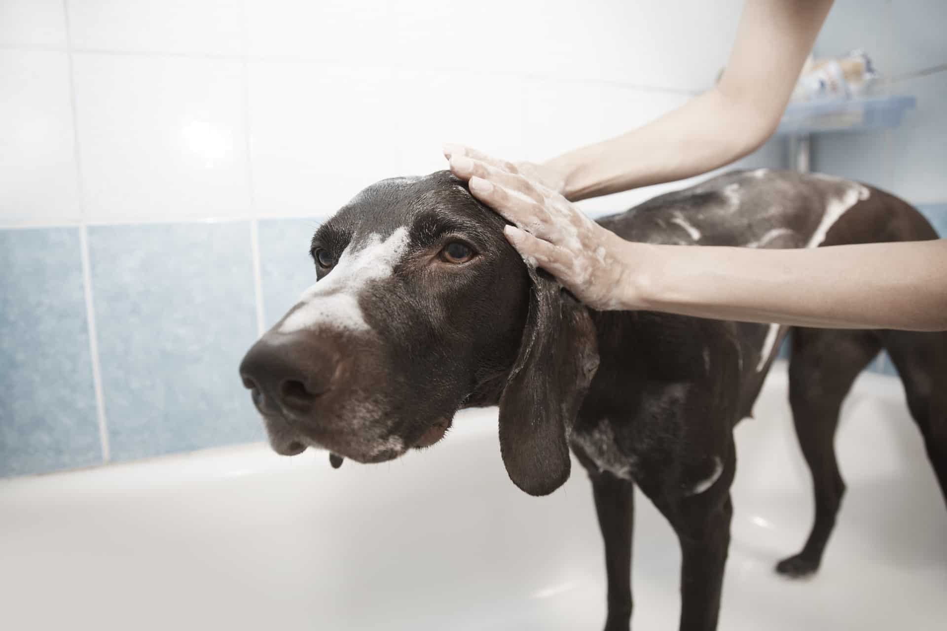 Bath and Brush Service