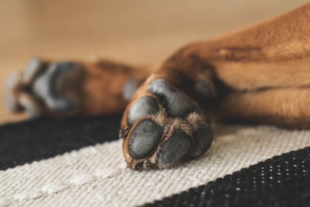 Nail Trimming Service