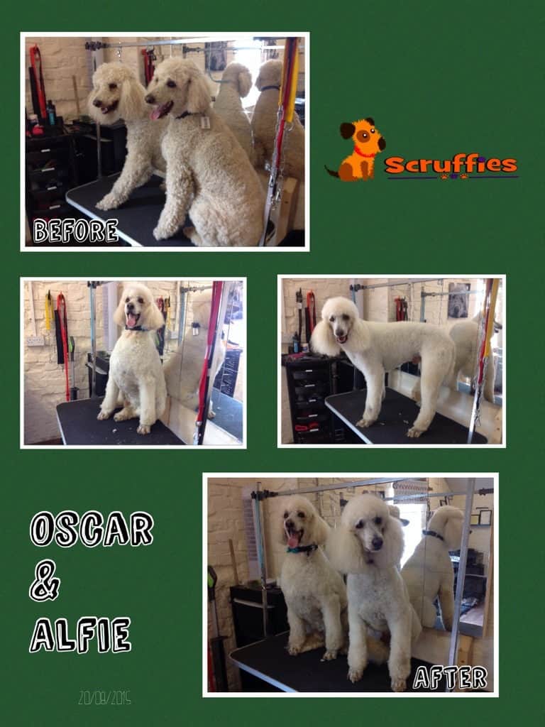 Scruffies Before & After Grooming Collage