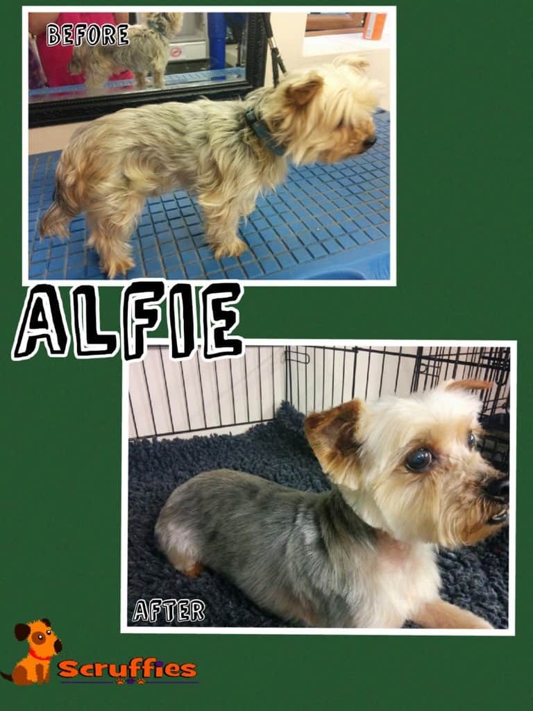 Scruffies Before & After Grooming Collage