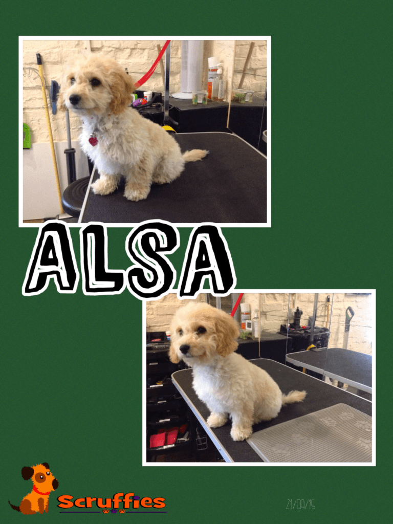 Scruffies Before & After Grooming Collage