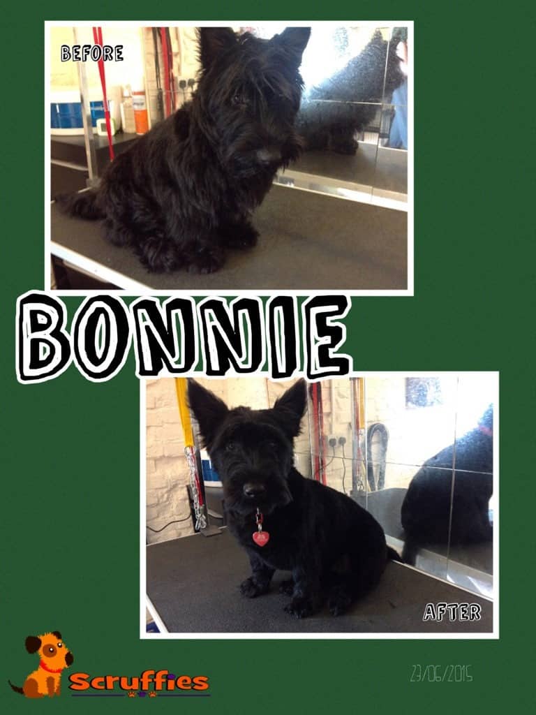 Scruffies Before & After Grooming Collage