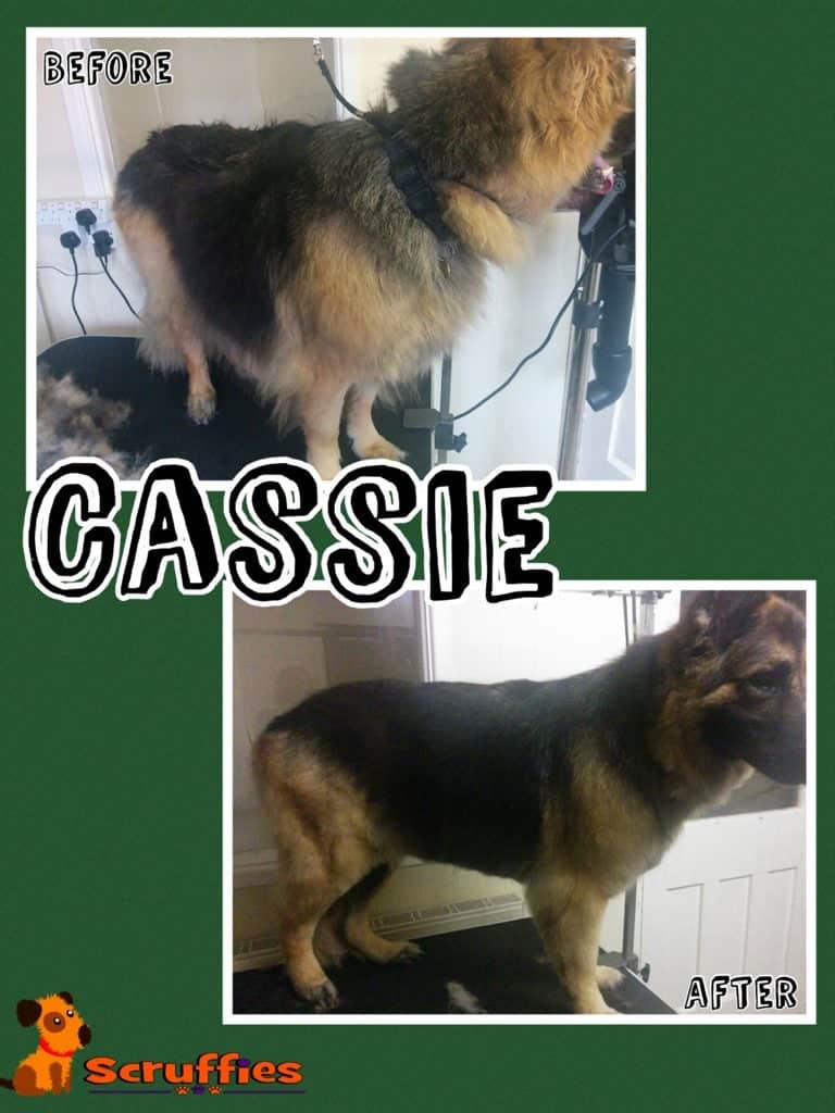 Scruffies Before & After Grooming Collage