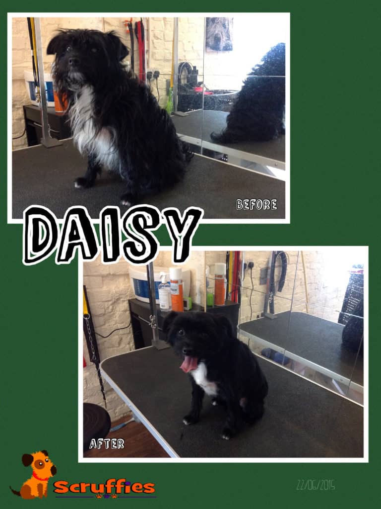 Scruffies Before & After Grooming Collage