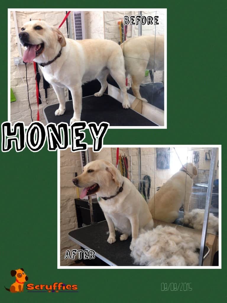 Scruffies Before & After Grooming Collage