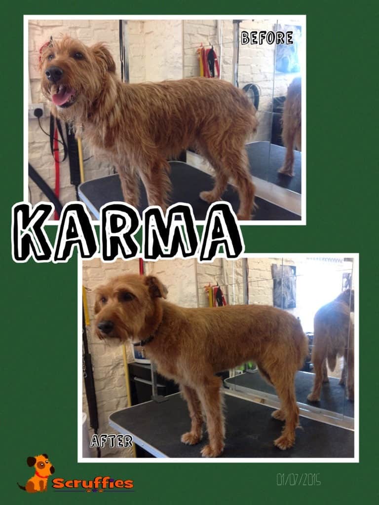 Scruffies Before & After Grooming Collage