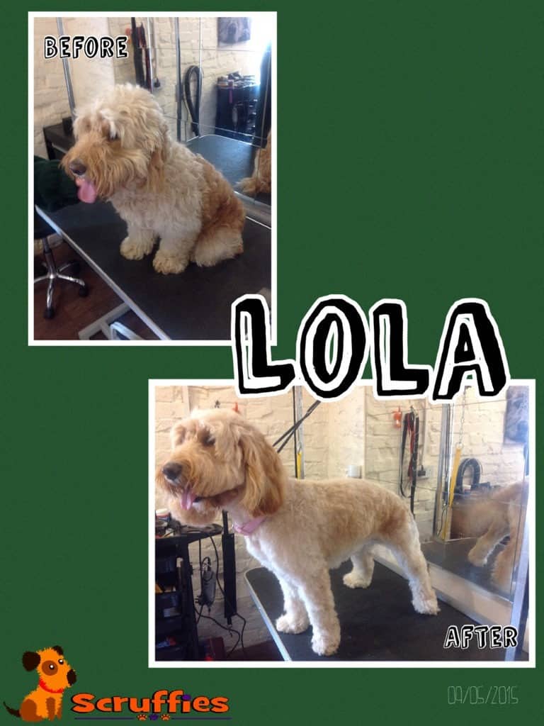 Scruffies Before & After Grooming Collage