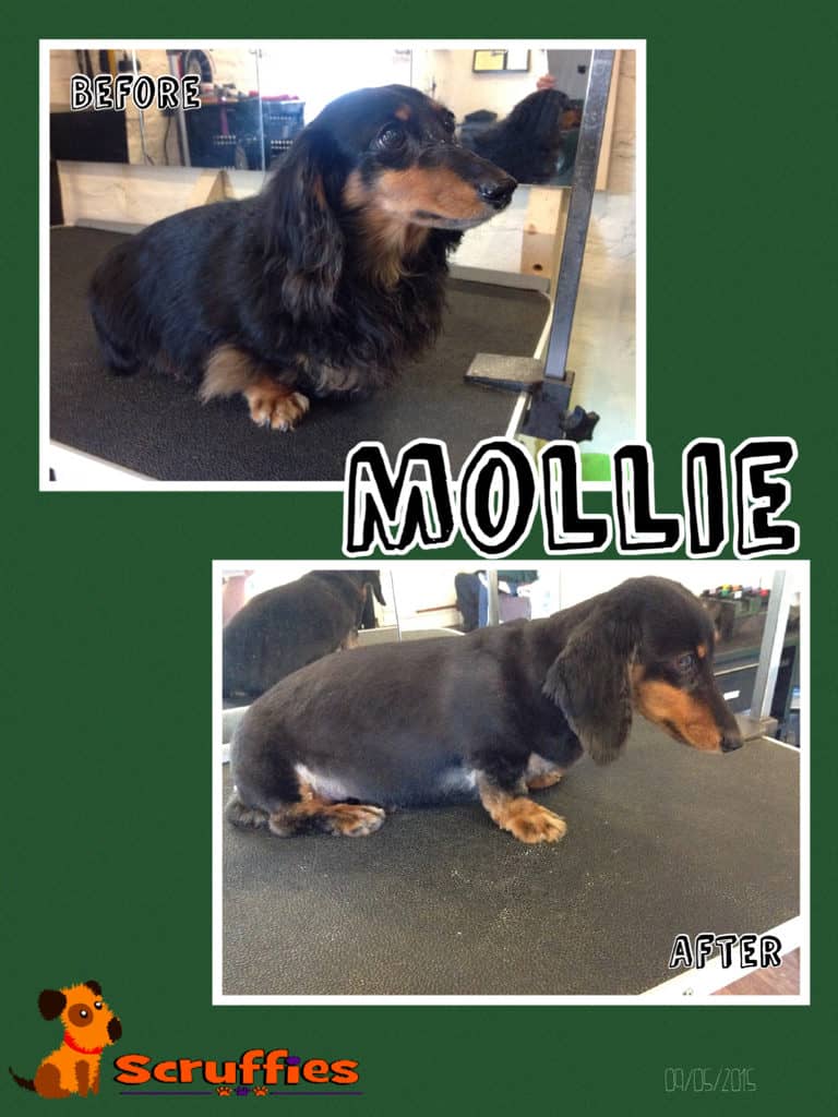 Scruffies Before & After Grooming Collage