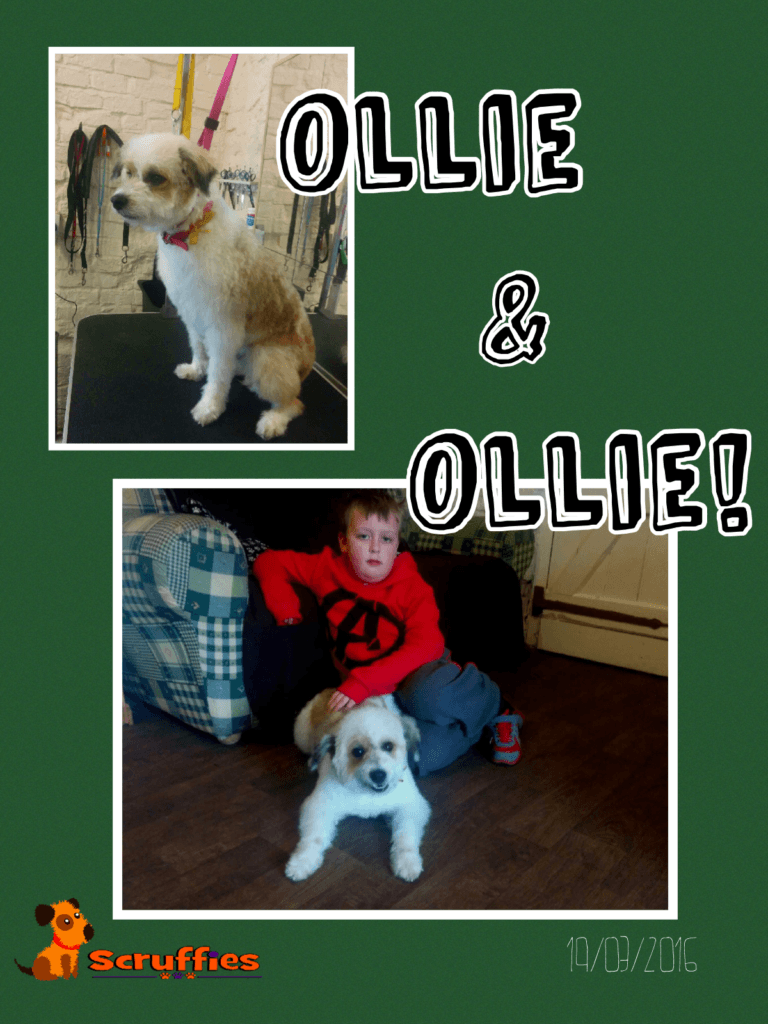 Scruffies Before & After Grooming Collage