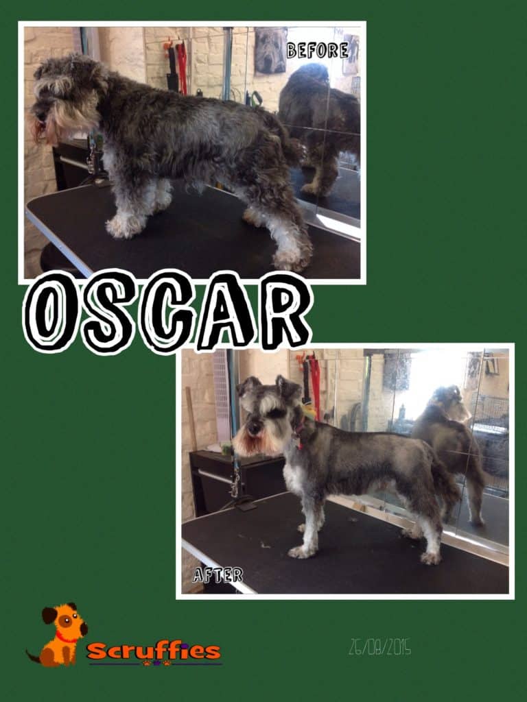Scruffies Before & After Grooming Collage