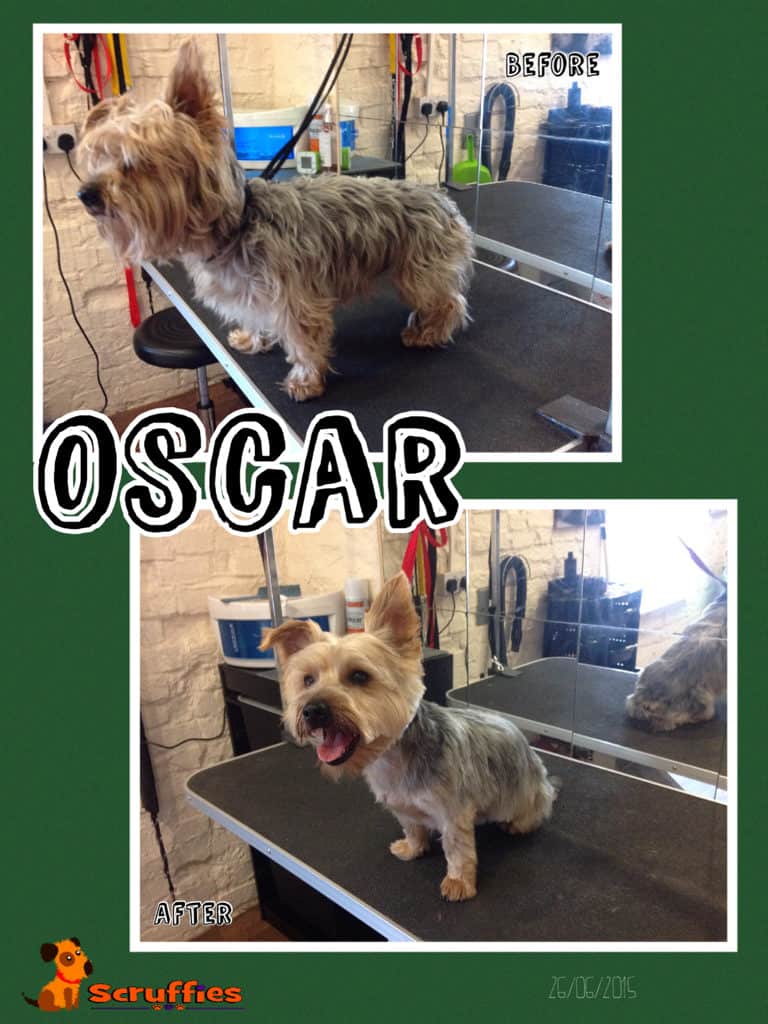 Scruffies Before & After Grooming Collage