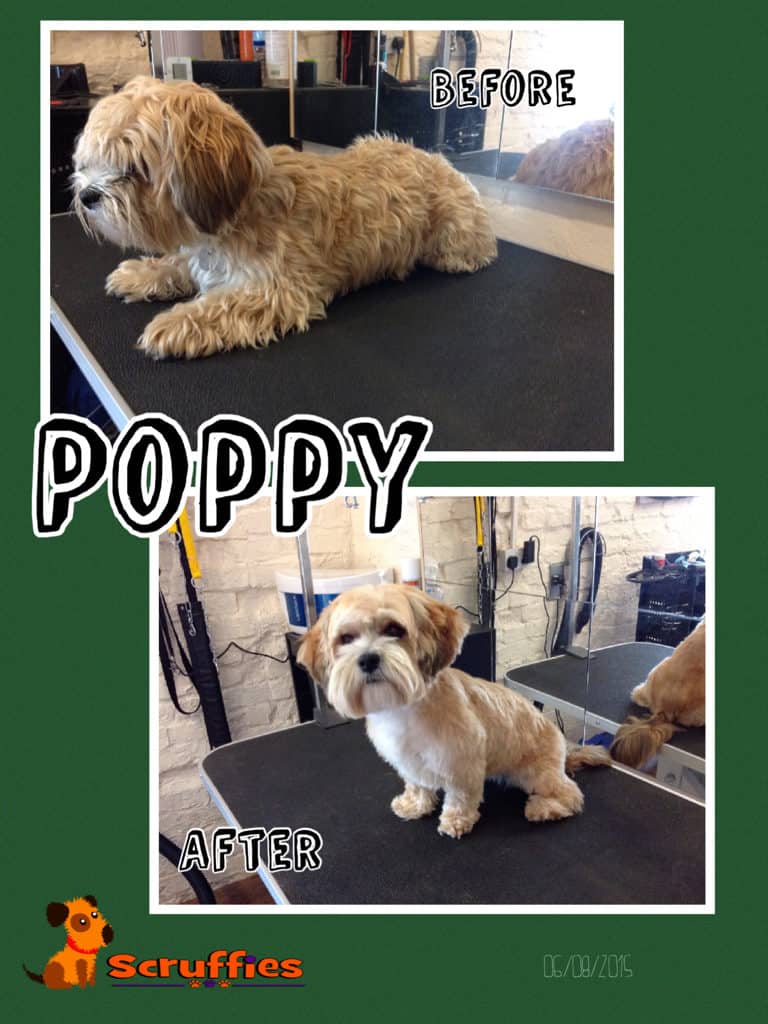 Scruffies Before & After Grooming Collage