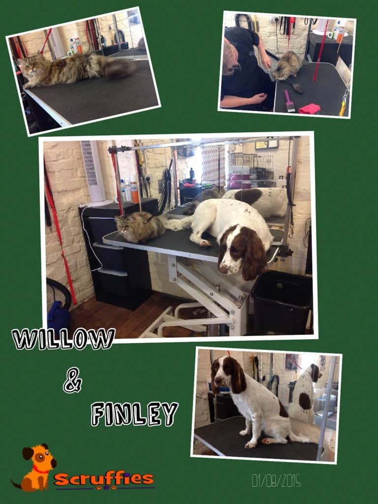 Scruffies Before & After Grooming Collage