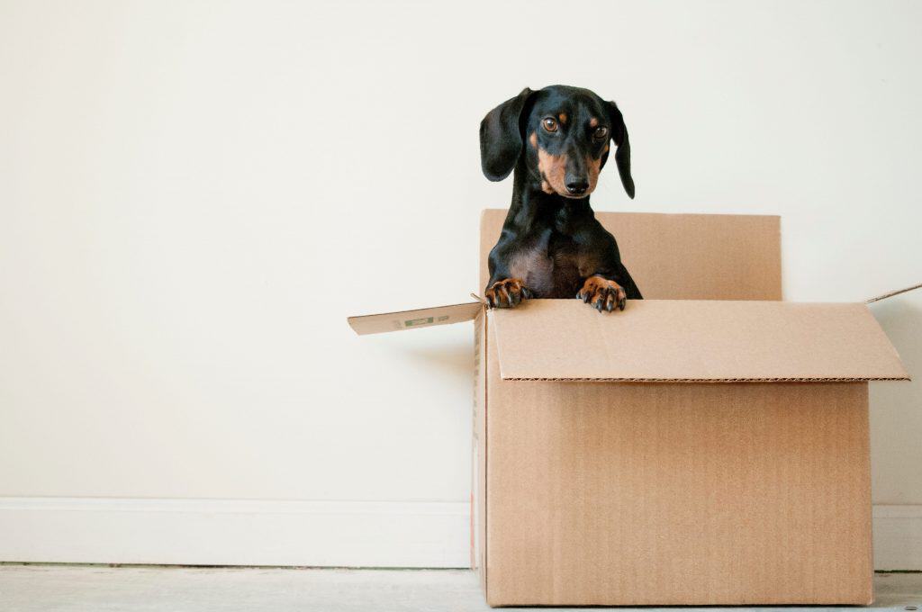 Daschund puppy peeking out of a cardboard box