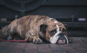Sad looking bulldog lying on the pavement